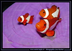 Clown Fish Family.... Que du bonheur... :O).. by Michel Lonfat 